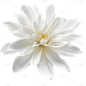 白色花朵2