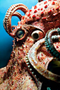 popsealife:

The Old Ones Remember
In addition to their unparalleled powers of camouflage, octopuses are equipped with incredible powers of the mind.
Octopuses have evolved a brain and central nervous system comparable to that of vertebrates, endowing the