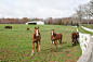 Thoroughbred Racehorses on Farm