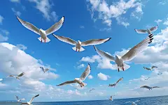 飞翔的海鸥元素图片素材