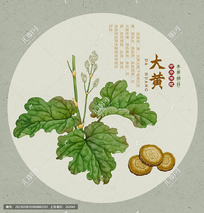 大黄 大黄特写 手绘大黄 药材 医草 黄良 火参 手绘值物花草 手绘中草药 中草药包装插画 大黄包装插画 草本植物 中草药 中药本草纲目 百草集