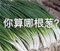 你算哪根葱表情包_你算哪根葱表情包下载_你算哪根葱动态gif表情图-4399聊天表情包大全