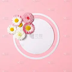 春天自然最小的概念。雏菊花和粉红色背景的白色圆形纸卡。平铺构图与复制空间。顶视图,开销