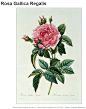 [转载]著名花卉画家雷杜德的“玫瑰圣经”