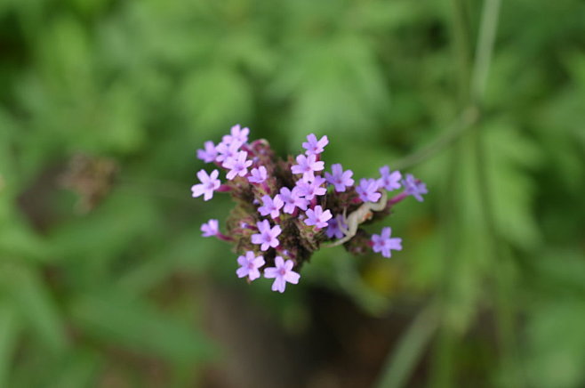 大理山梗菜  Lobelia talie...