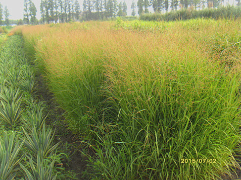 柳枝稷 Panicumvirgatum 禾本科黍属 多年生，冬休眠