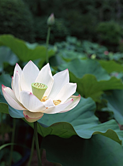 浪得虚茗采集到花儿