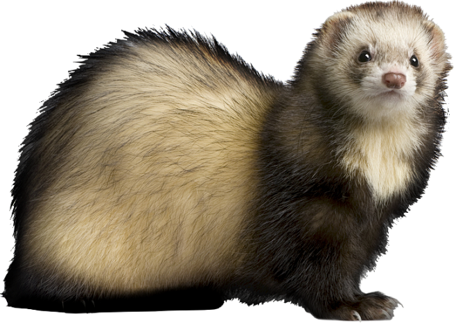 ferret_PNG17107