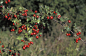 山楂,红色,植物,水平画幅,树篱,无人,浆果,农场,灌木,摄影