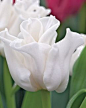 Tulip, White Liberstar