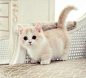 Such an adorable kitty <3: 
