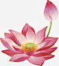 手绘莲花