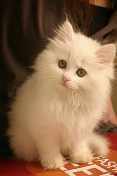 可爱的小猫咪
爪儿宠物zhuaer.c...