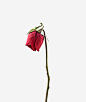 一朵凋谢的玫瑰花高清素材 唯美 免费下载 页面网页 平面电商 创意素材 png素材