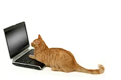 点击来源直接获取大图文件 |猫咪盯着屏幕
