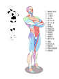 男性 正面  背面 侧面 肌肉结构分布和名称_3_大木画画_来自小红书网页版