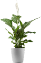 盆栽植物png