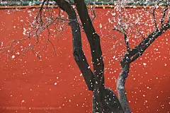 故宫红墙处的杏花树桌面壁纸(图1)