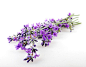 Lavender flower isolated on white background