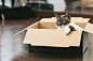 「進撃の猫進撃の猫」のフリー写真素材