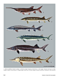 世界鱼类图鉴●鲟鱼