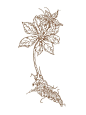 重搂-中草药手绘线稿#插画