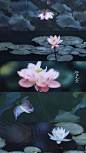 荷花