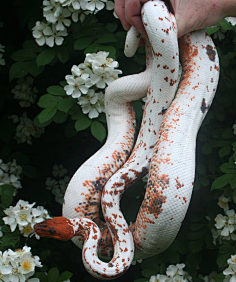 尾巴啊尾巴-花瓣网|陪你做生活的设计师 | : 解释一下,我指的是故事里