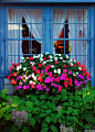 Window box. | Windows | Pinterest