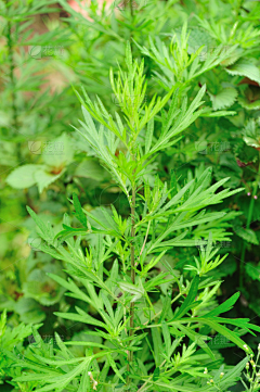 Luna樾樾采集到蕲艾