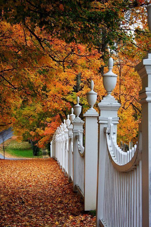 Autumn Fence, Woodst...
