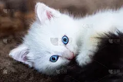 小白猫在玩耍