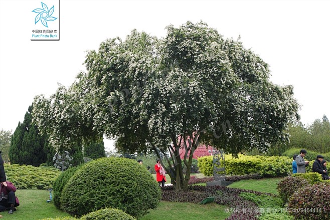 小蜡 Ligustrum sinense...