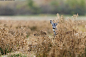 Roe deer hiding by Marco Mattiussi on 500px