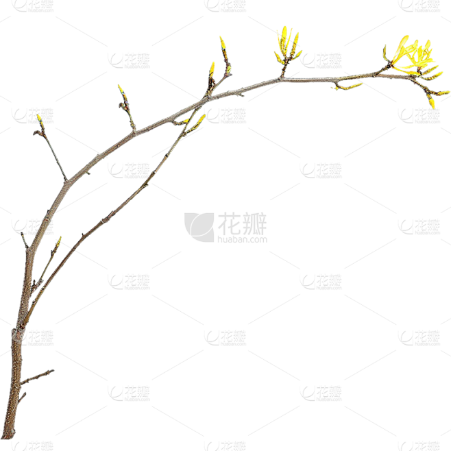 植物通用实景细树枝元素素材