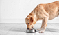 labrador-retriever-eating-food-in-a-stainless-bowl