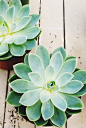 All about succulents
