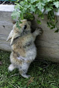 This little bunny says thank you for planting this wonderful salad bar.