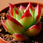 景天科拟石莲花属东云（Echeveria agavoides）栽培品种红刃
Echeveria agavoides hyb.
Echeveria agavoides "Red Edge"