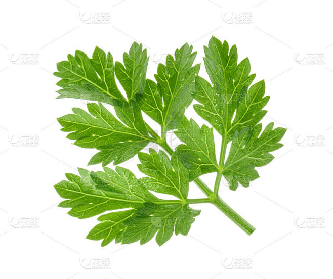 孤立的西芹叶没有阴影