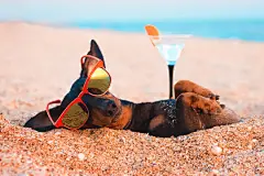 点击来源直接获取大图文件 |在夏日度假时埋在沙滩上的可爱腊肠犬肖像，戴着红色太阳镜并拿着一杯软饮