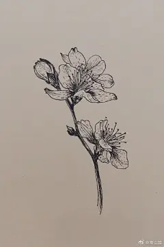 复古牛皮纸花卉系列（作者：@南山绘   ）
——或坚硬、或柔美，每朵花儿都有属于自己的姿态，哪怕失去了色彩。
材料：针管笔、牛皮纸。 ​ ​​​​