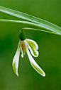 Galanthus nivalis 'Margery Fish' 雪花莲"玛杰丽鱼"
