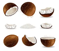 椰子插画元素矢量图设计素材