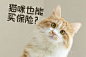 宠物保险_百度图片搜索