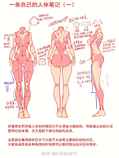 Echohg采集到四肢