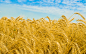 Wheat_001018