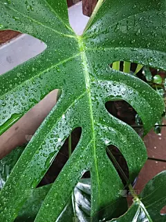 绿叶今天下午被雨淋湿了