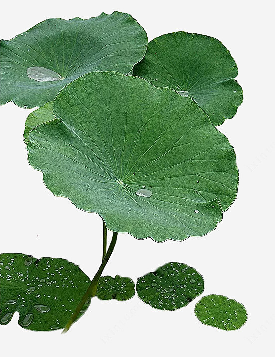 夏天荷叶上的露珠高清素材 夏季 绿色荷叶...