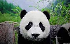 萌啊萌~~国宝兄弟~您长得够萌了~别再摆出这天然呆的样子好不？